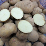 Сорт картофи Аврора