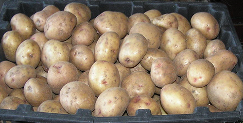 Variedad de patata Aurora