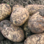 Сорт картофи Синьо