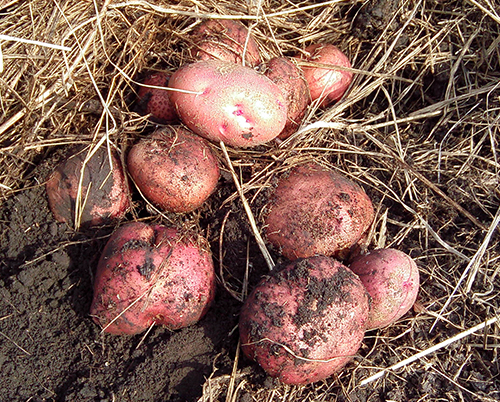 Odmiana ziemniaka Zhuravinka