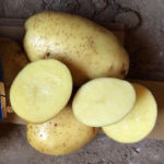 Odmiana ziemniaków Breeze