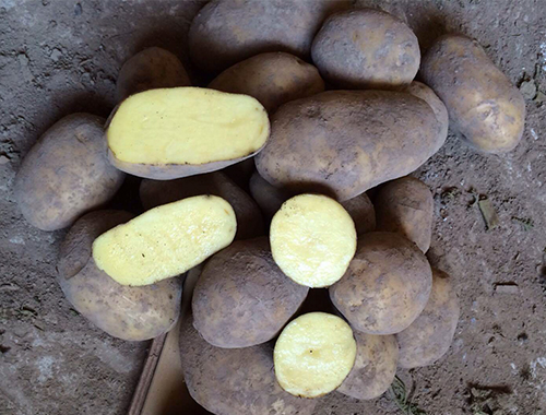 Odmiana ziemniaków Breeze