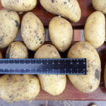 Colomba potato variety (Colombo)
