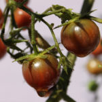 Редки сортове домати за вашата градина