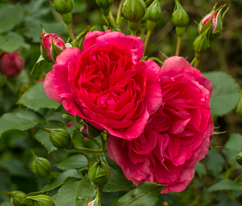Rose Rosarium Utersen