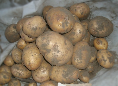 Odmiana ziemniaka Lasunok