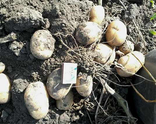 Odmiana ziemniaka Lasunok