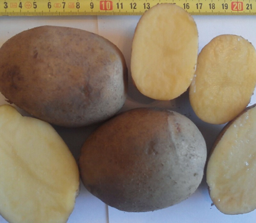 Odmiana ziemniaka Uladar