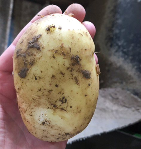 Odmiana ziemniaka Uladar