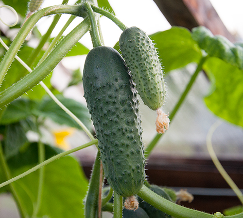 Cucumber variety Pyzhik