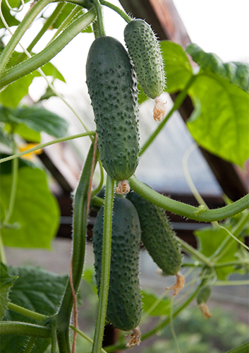 Cucumber variety Pyzhik