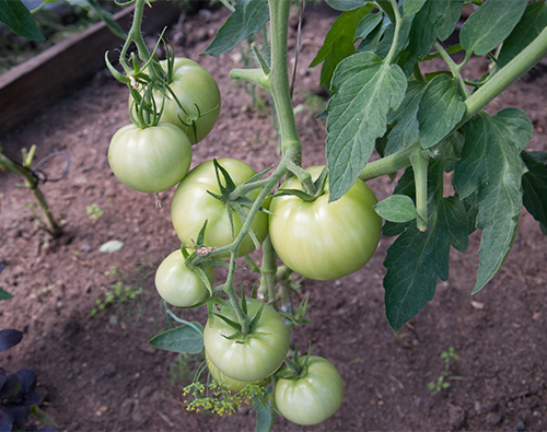 Variedad de tomate Long Keeper