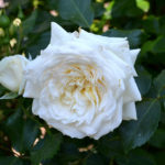 Роза от Аляска (Аляска)