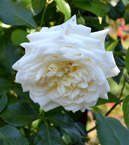 Rose Alaska
