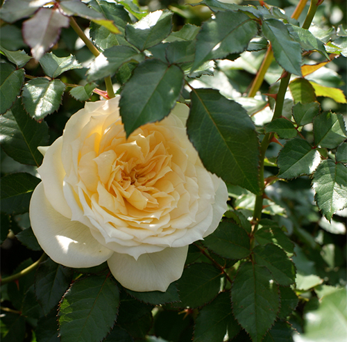 Róża Czajkowskiego
