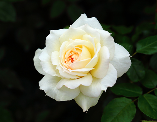 Róża Czajkowskiego