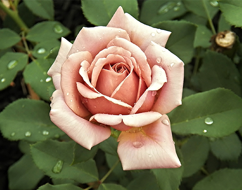 Rose Coco Loco
