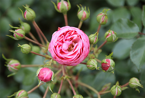 Róża Pomponella