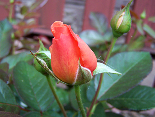 Rose Belvedere