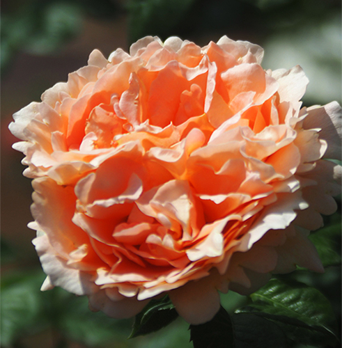 Rose Polka