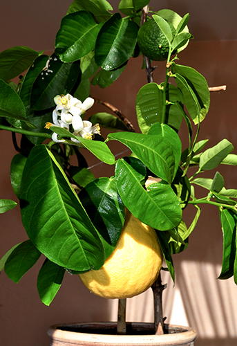 Lemon variety Jubilee