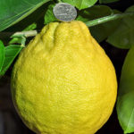 Сорт лимон Юбилеен