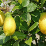 Variedad de limón Lunario