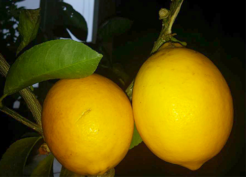 Variedad de limón Novogruzinsky