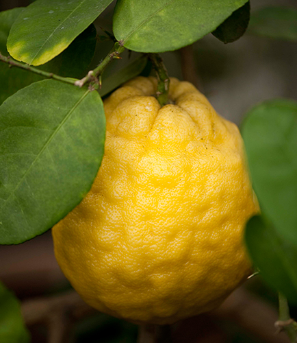 Limón variedad Panderoza