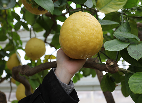 Limón variedad Panderoza