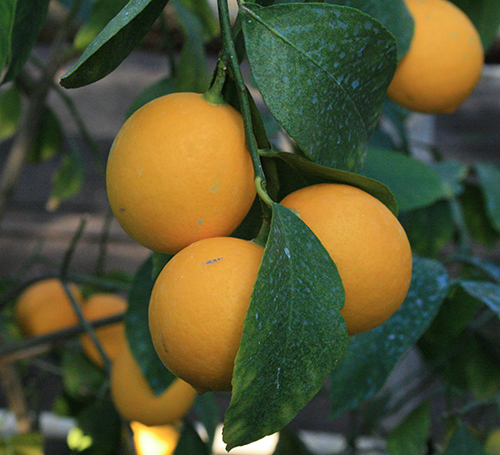 Сорт лимон Ташкент