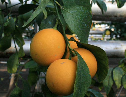 Variedad de limón Tashkent