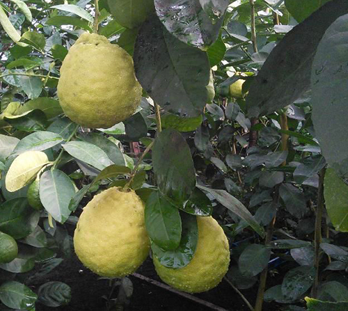 Сорт лимон Киевски едроплоден