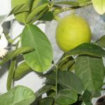 Сорт лимон Курск