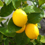Meyer Lemon (Meyer Lemon)