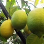 Variedad de limón Pavlovsky