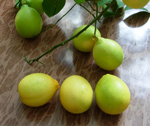 Сорт лимон Павловски