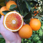 Kinglet naranja