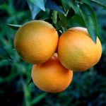 Orange variety Washington Navel