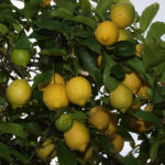 Variedad de limón Eureka