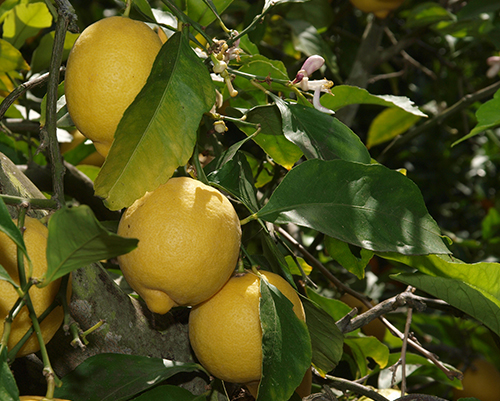 Сорт лимон Eureka