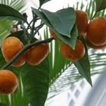 Mandarina Unshiu