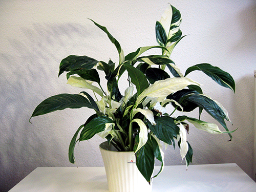 Variedad Spathiphyllum Picasso