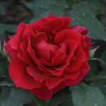 Роза от Абу Даби (Зайед от Абу Даби)