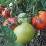 Variedad de tomate de Ginebra