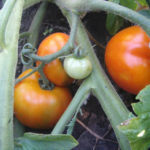 Tomato variety Sultan (F1)
