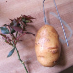 Рязане на рози в картофи