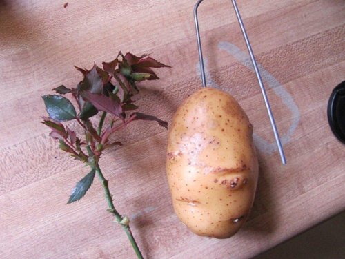 Cortar rosas en patatas