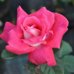 Rose Acapella