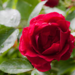 Rose Flammentanz